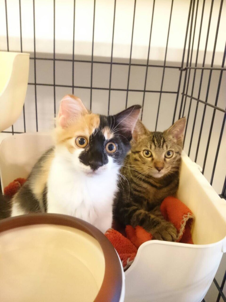 むぎアル