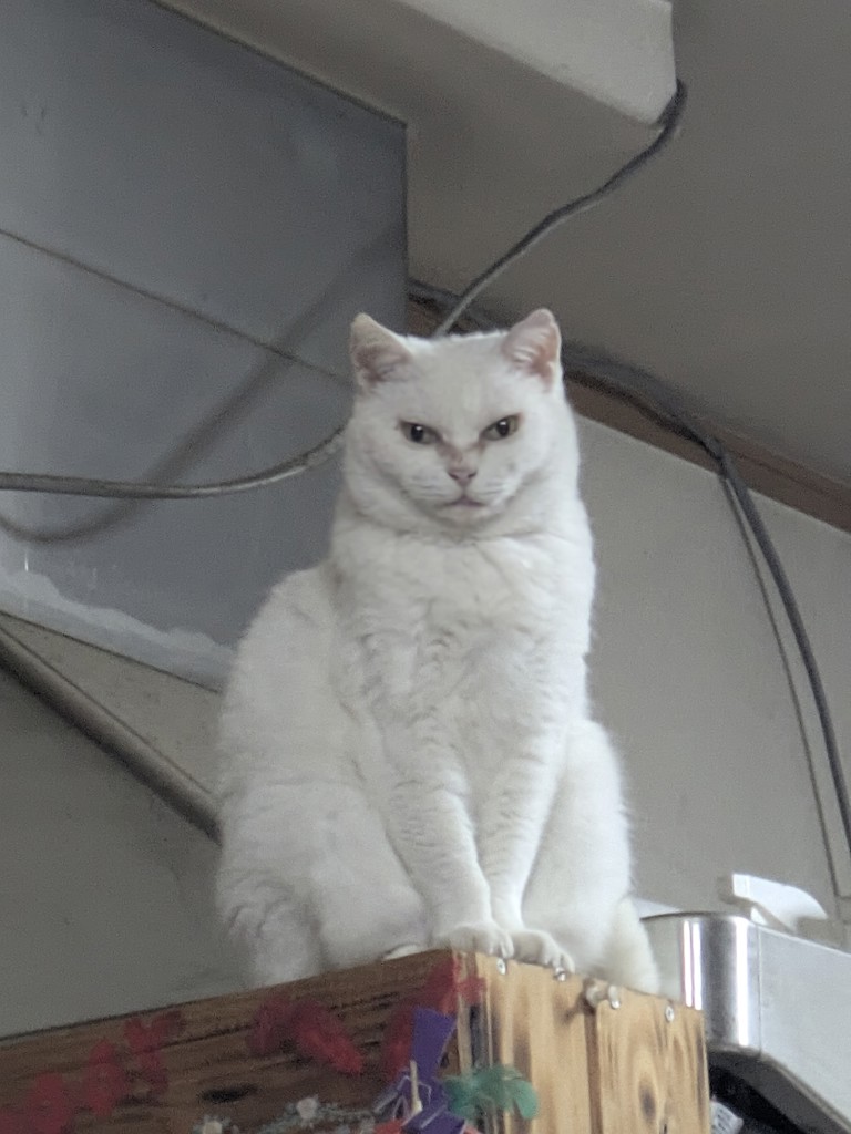 ユーザーアイコン