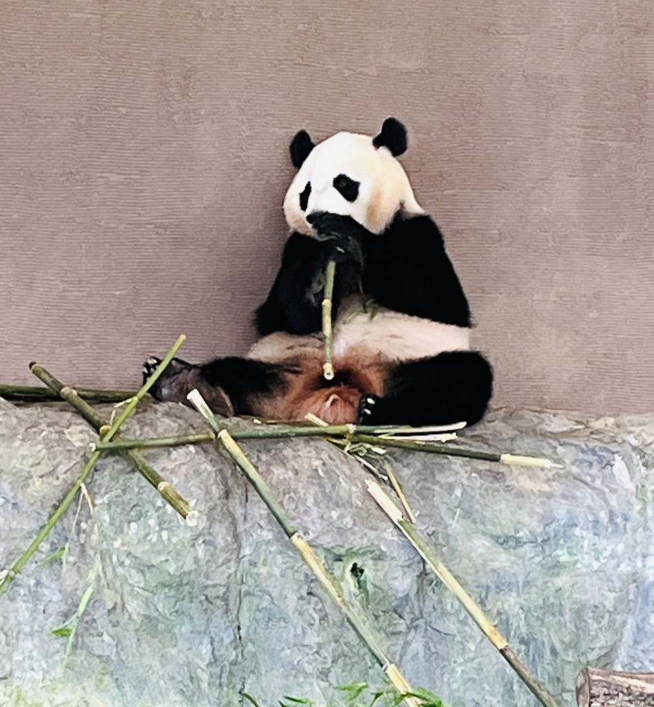 ももママ