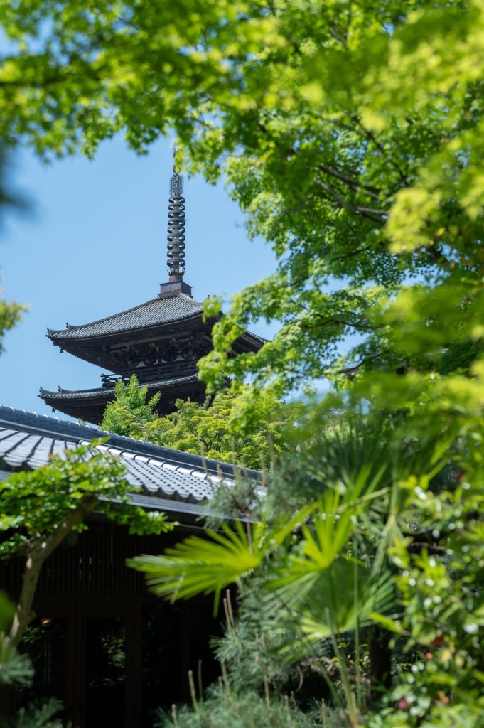 エーコープ 煎茶 紫鳳 100g×6袋: エーコープのお店|【JAタウン】産地