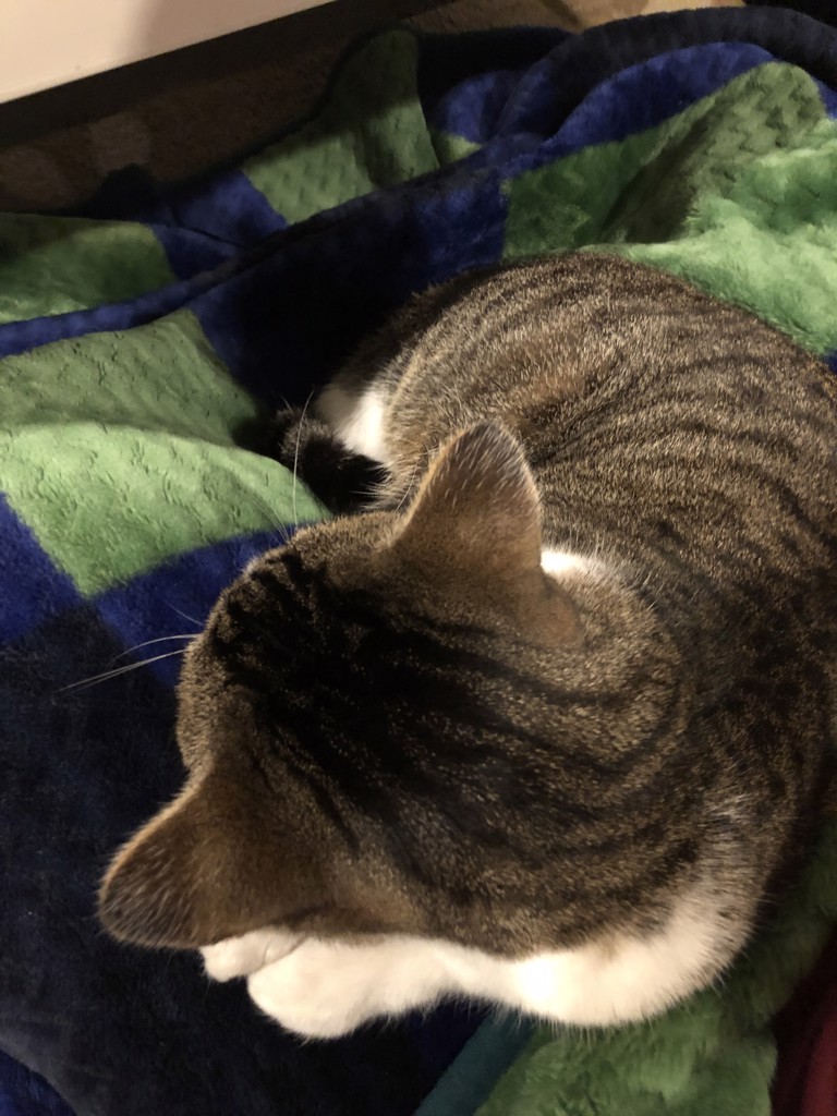 てくまくまやこん