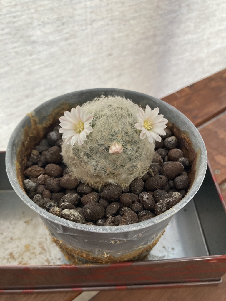 こんこん
