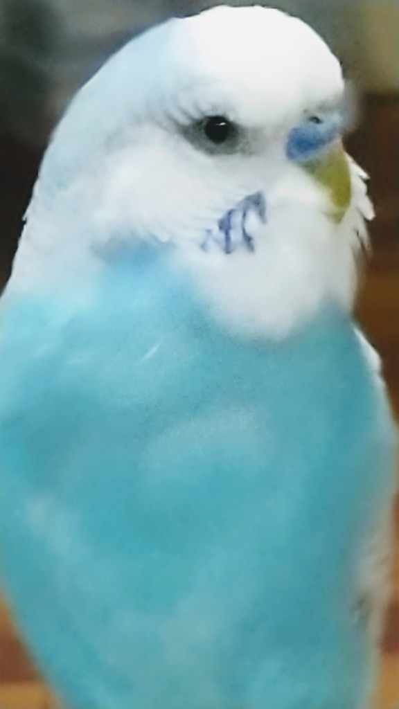 インちゃん