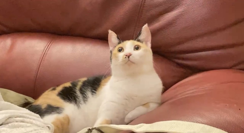 ユーザーアイコン