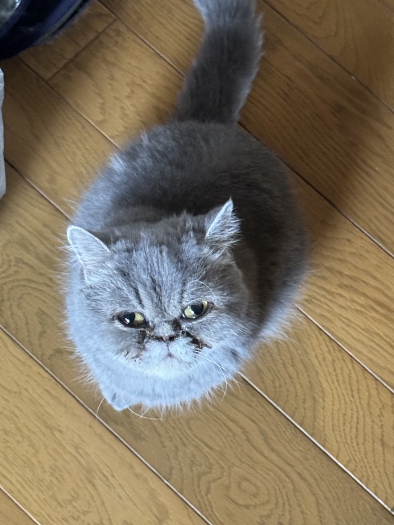 おこめちゃん