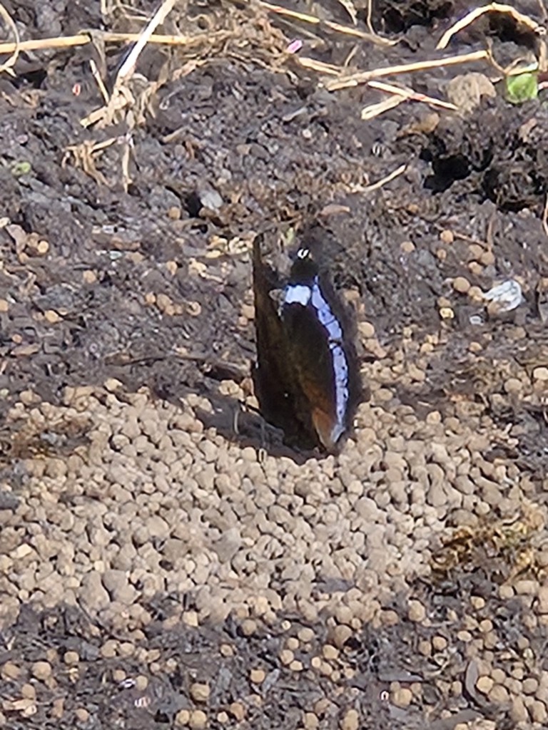 ひろりん