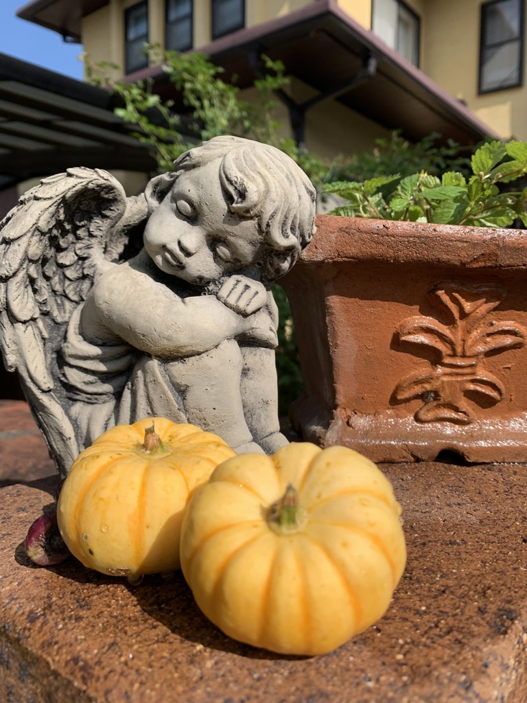 Yポット｜種（タネ）,球根,苗,資材,ガーデニンググッズの通販はサカタ