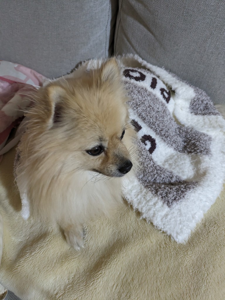 ぽんぽんたぬき