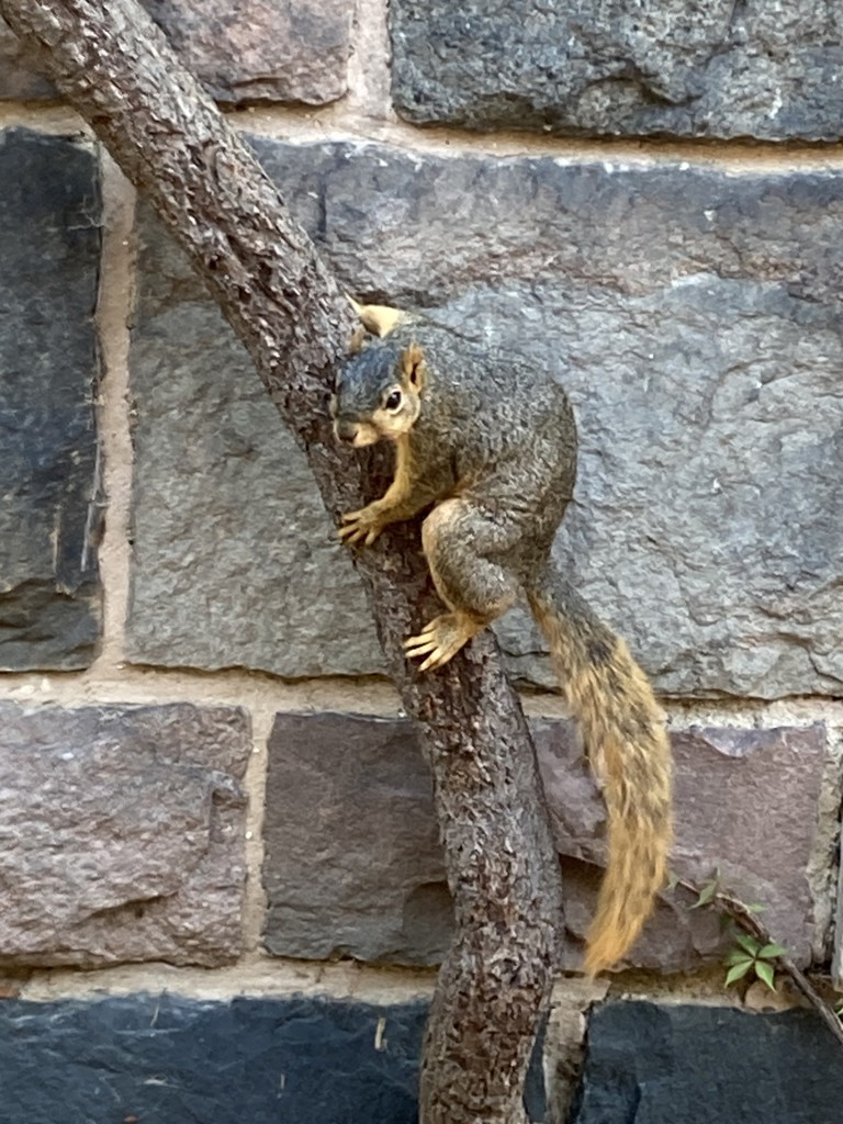 こめ