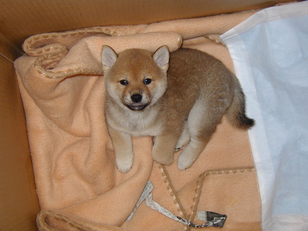 さすけ