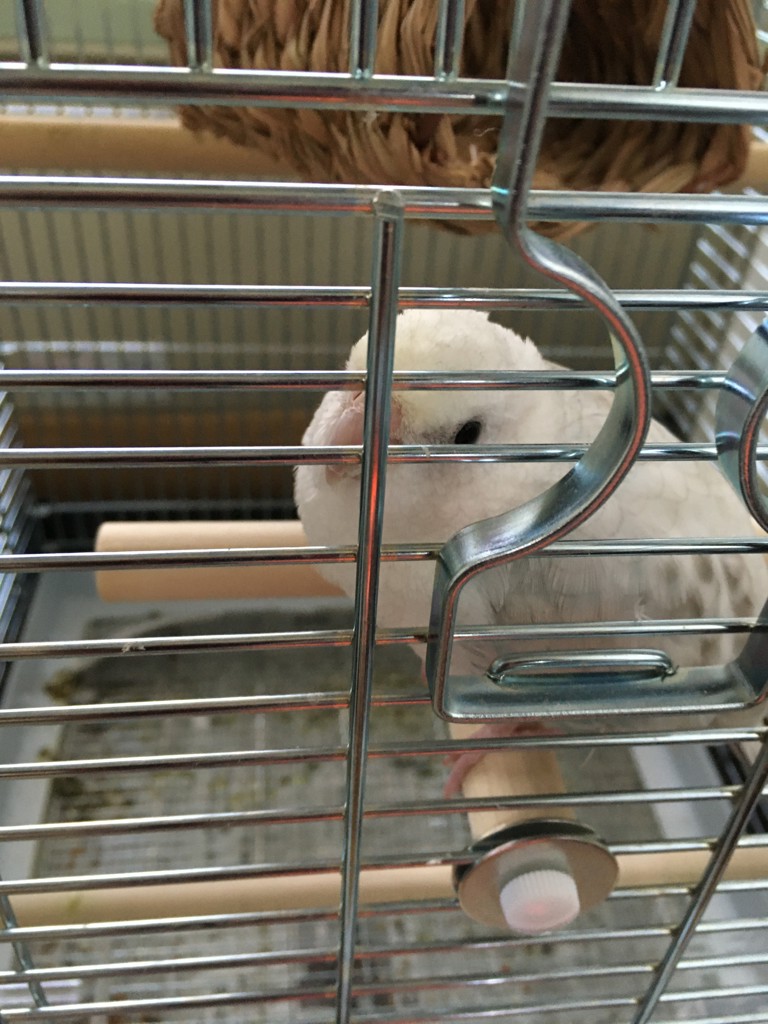 パブロ