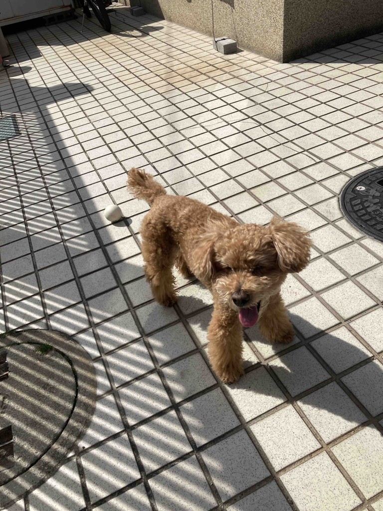 SUKALA】アクティブデイジートップス(XS・Sサイズ ライトベージュ