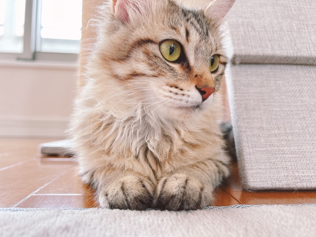 まゆげ