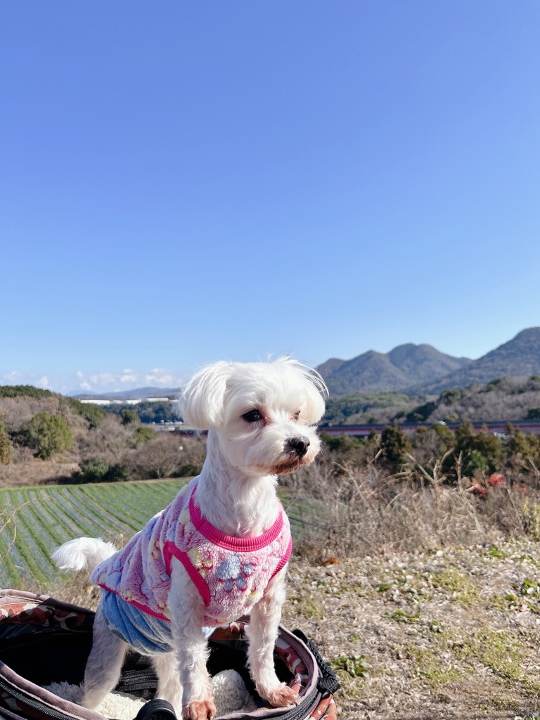 モフモフワンチャン バッグ L/MWC-257369(シルバーグレー