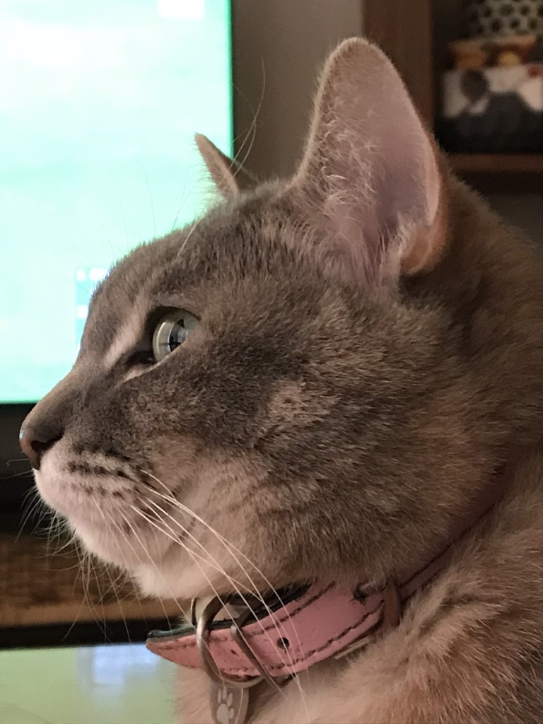 のの