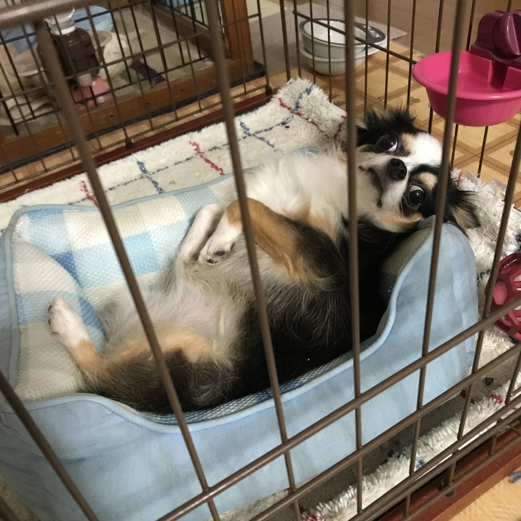 のんちゃんママ