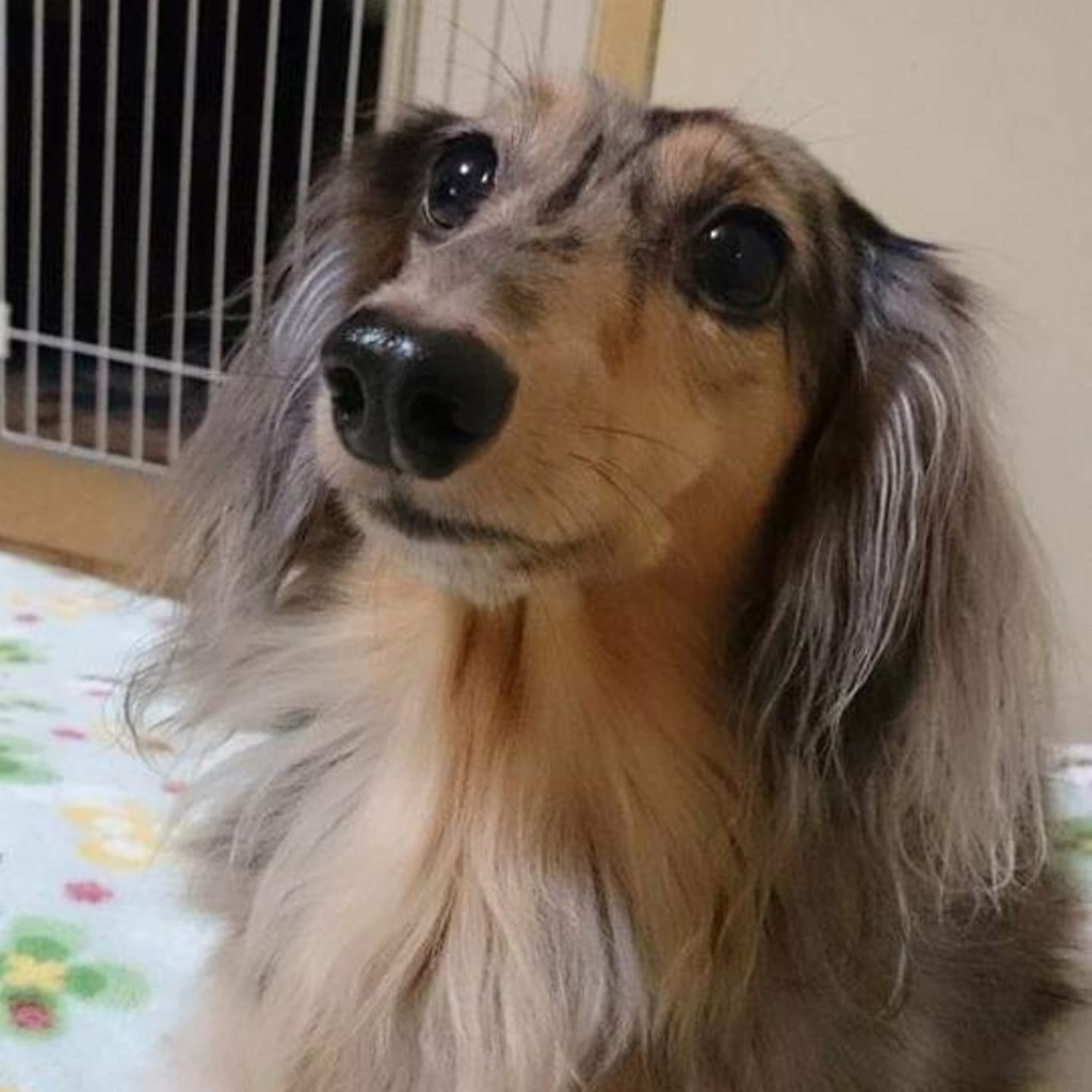 mika