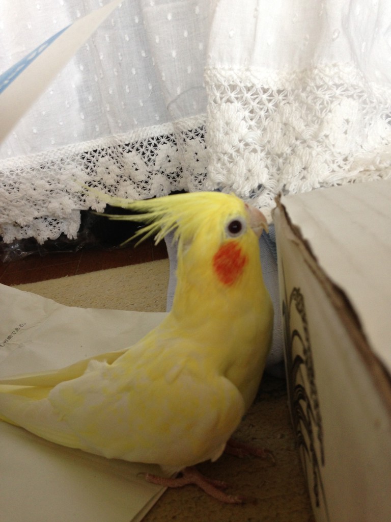 くみぴょん