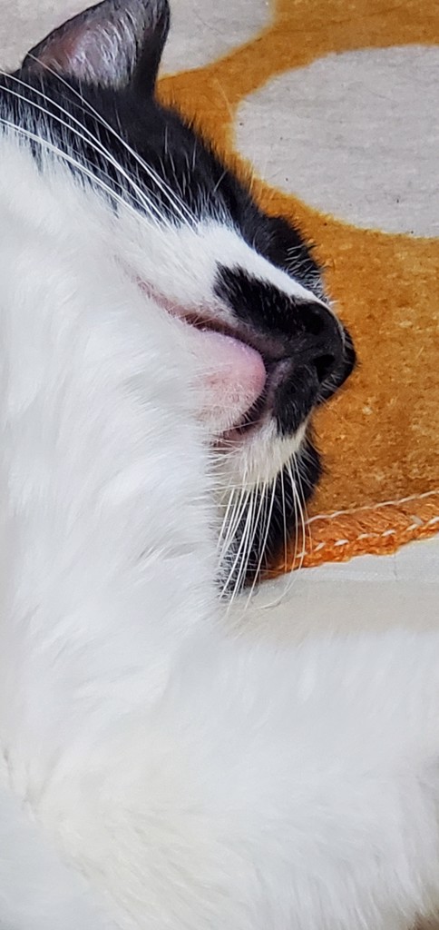 とらまろみぃ