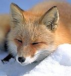 よし