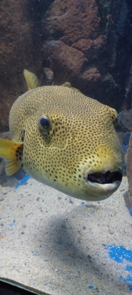 ほし