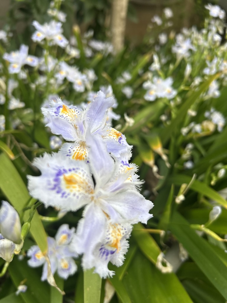 SUKALA】ショートクロスキャミソール＆レギンスセットアップ