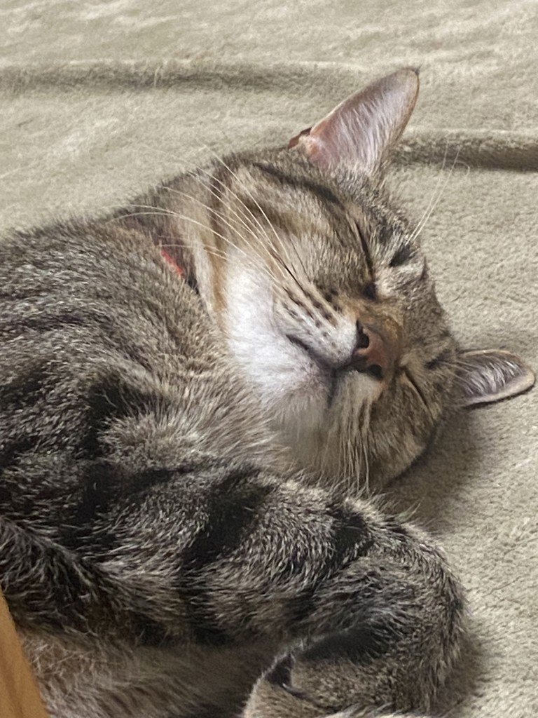 しらす