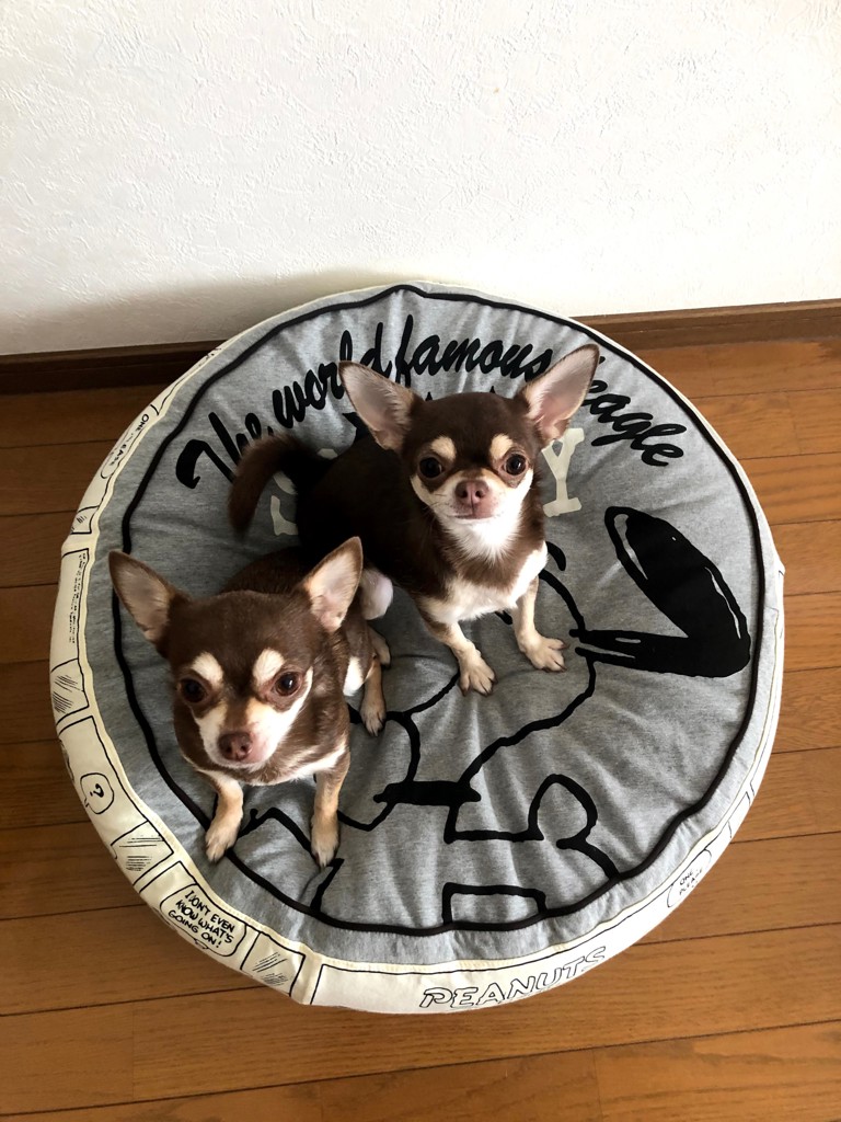 さおさお