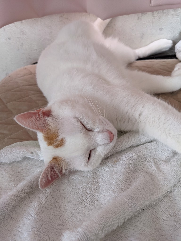 のこ