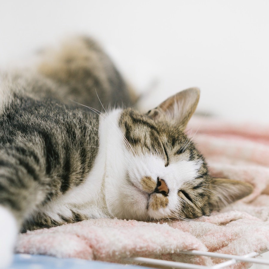 ユーザーアイコン