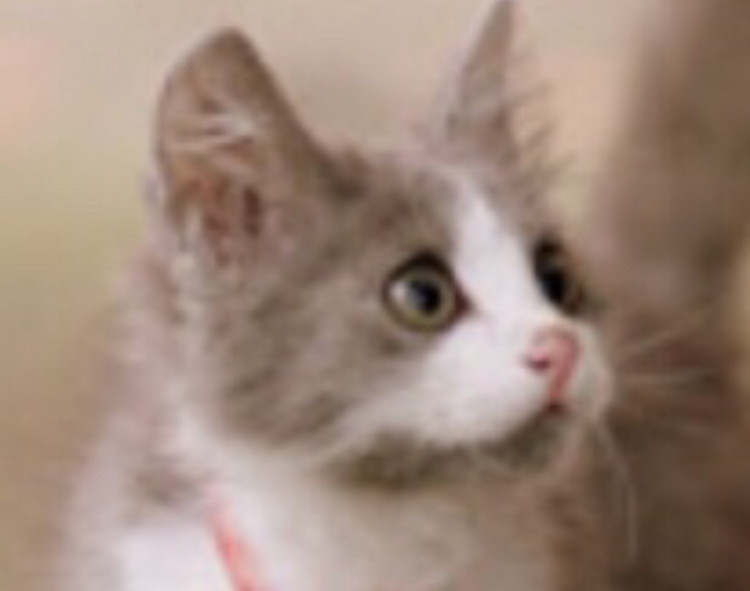 にゃんたろう