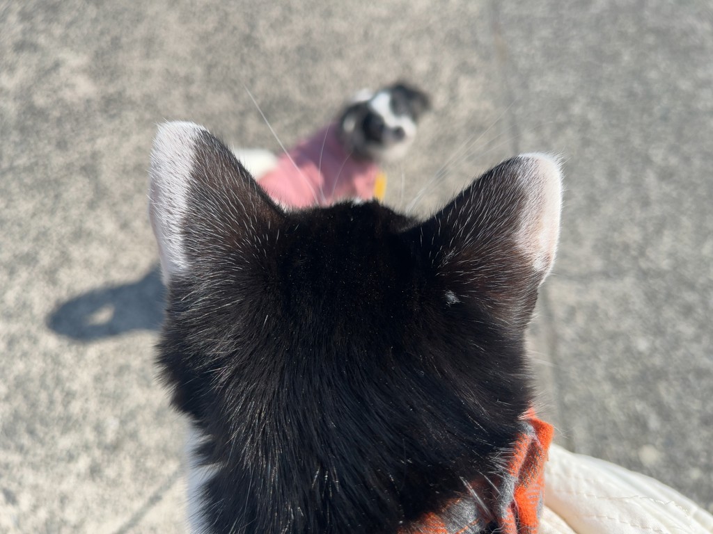 ひ