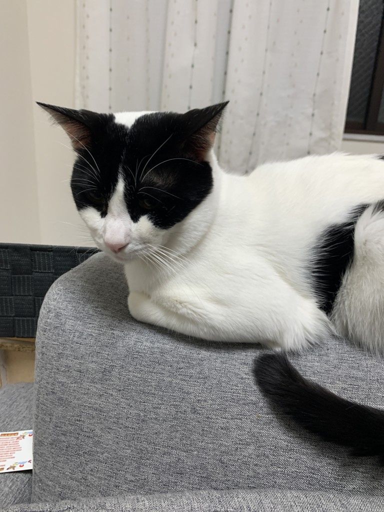 ぺーすけ