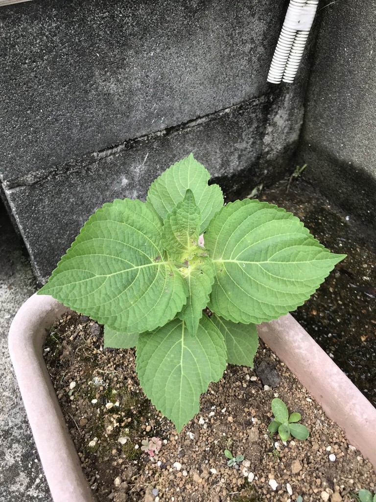 さた