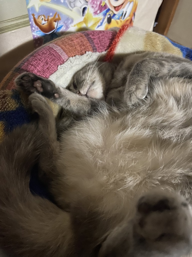 りりママ