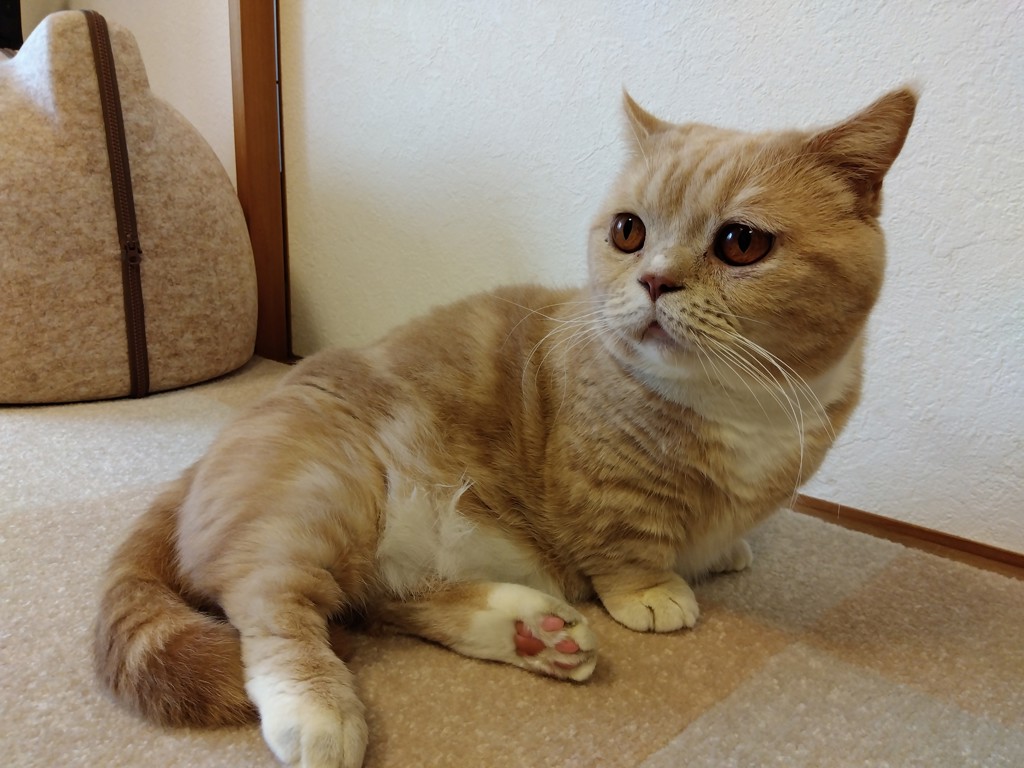 まろ