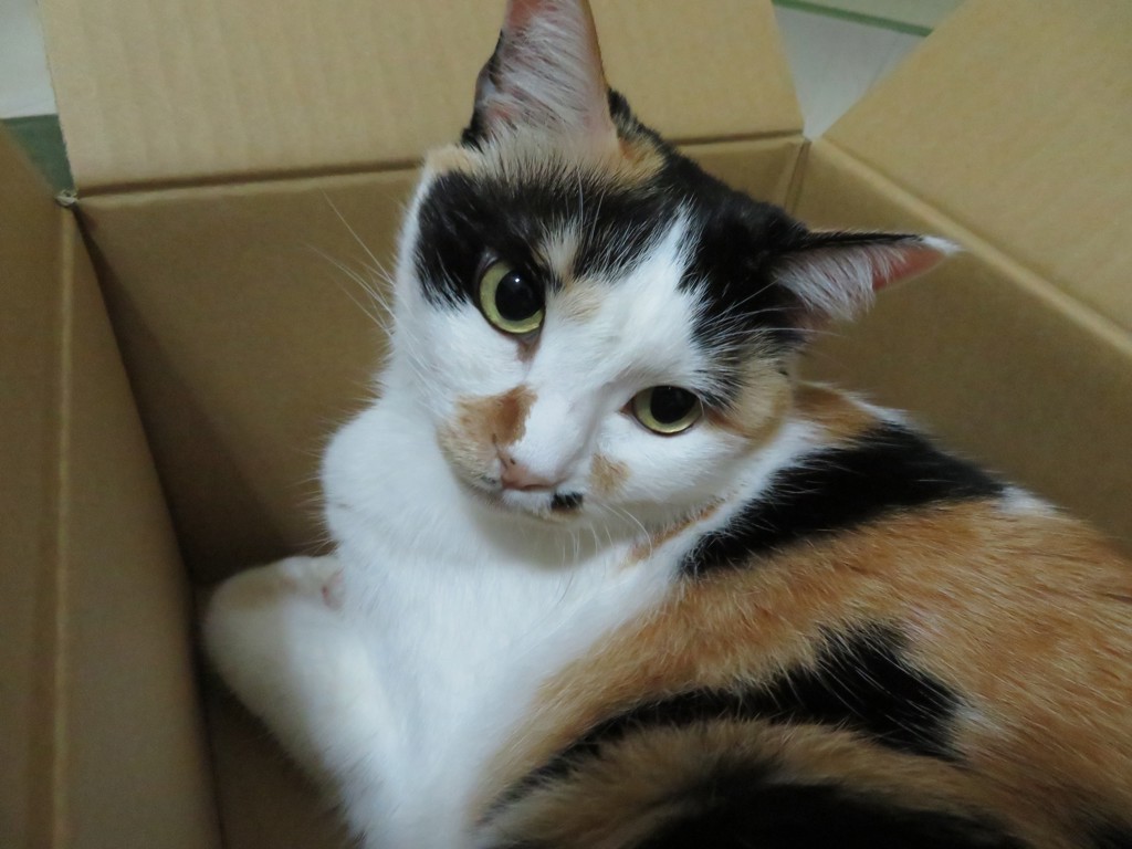 すぴぴぃ