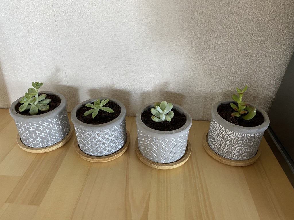 ちっぷ