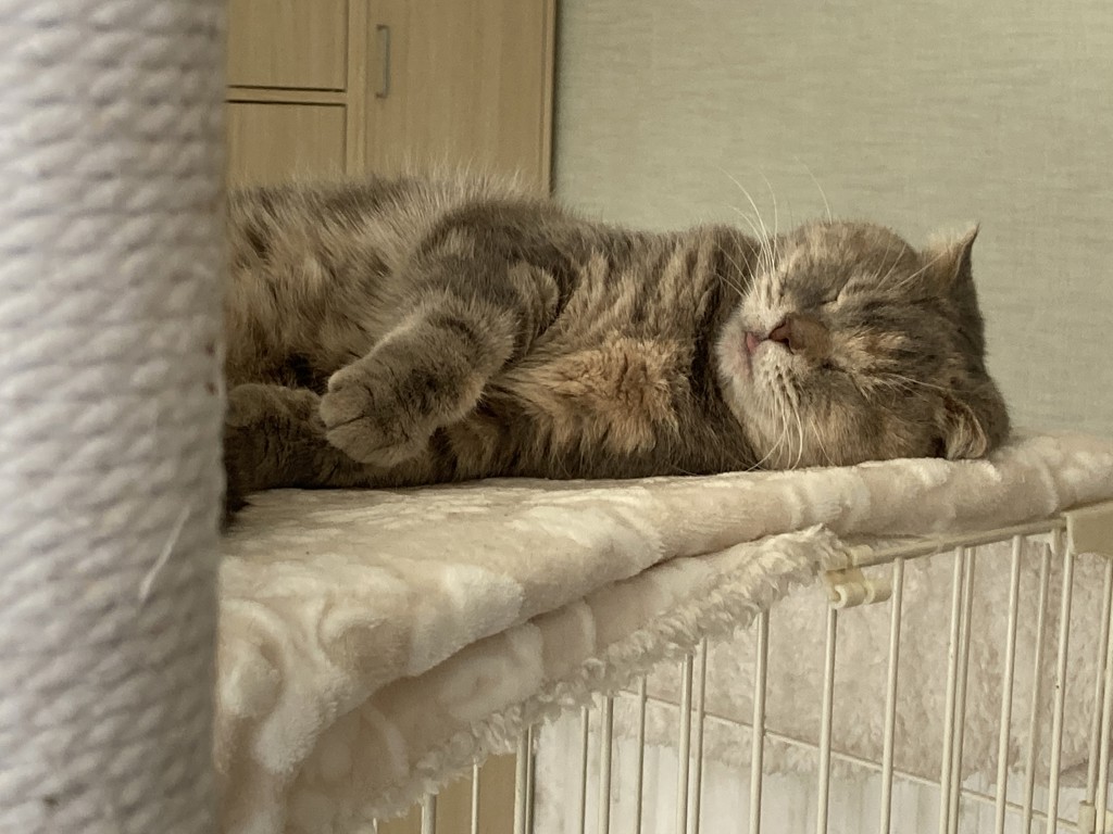 まあこ