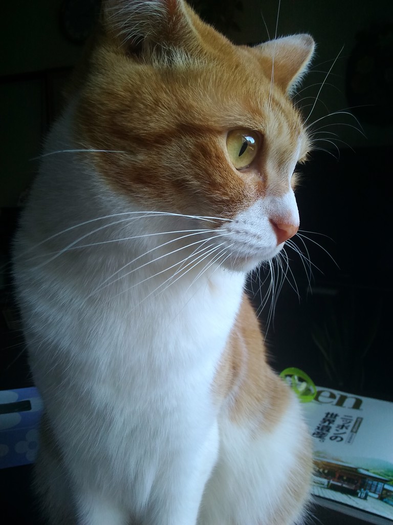 moka