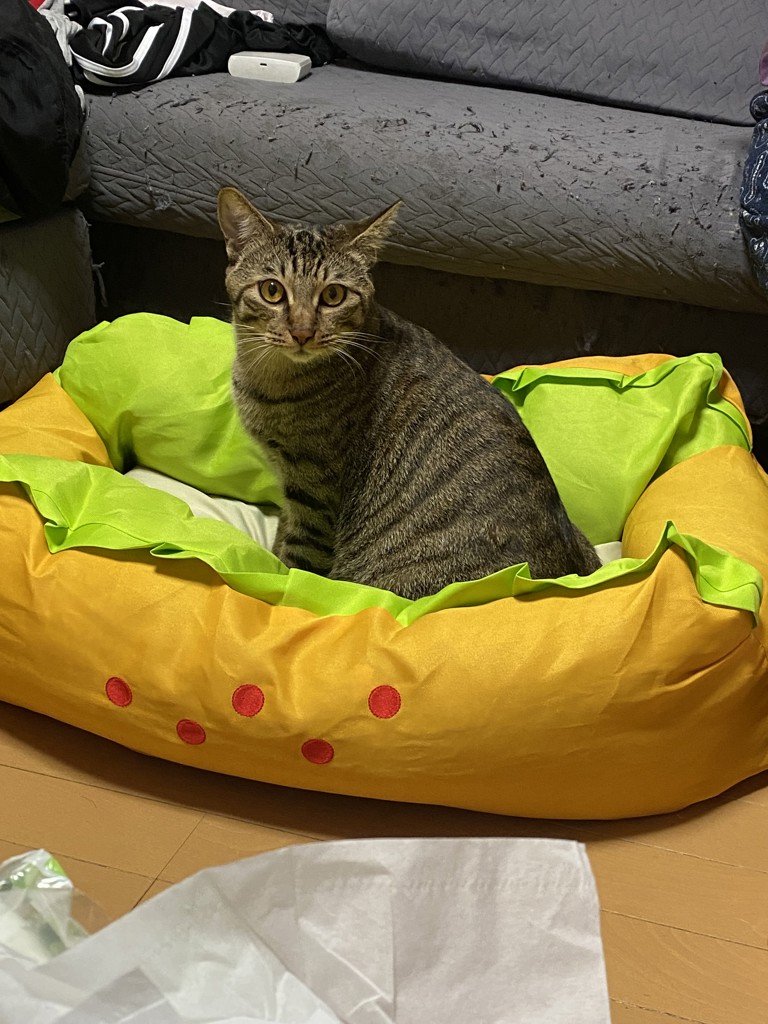 よっち