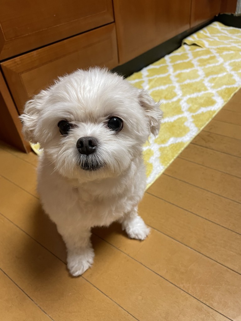 viviちゃん