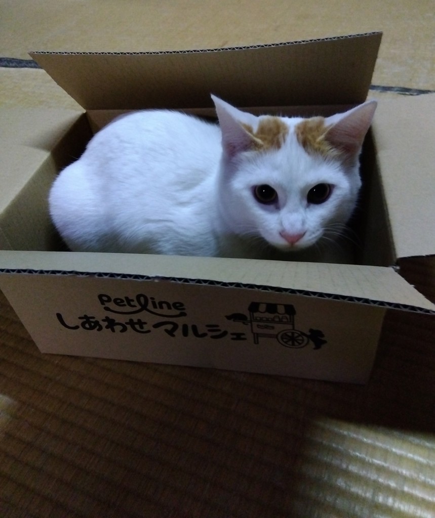 かなぽん