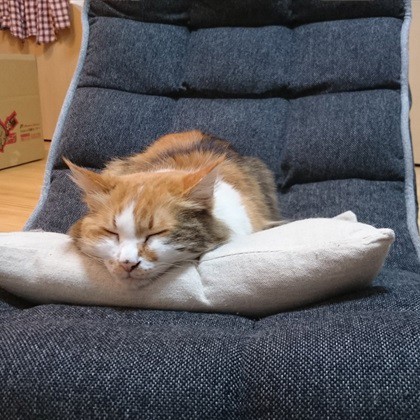 ちょむすけ