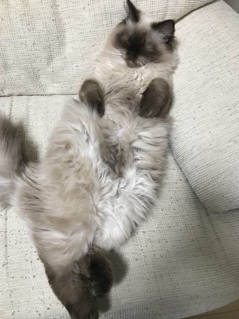 しのぶ