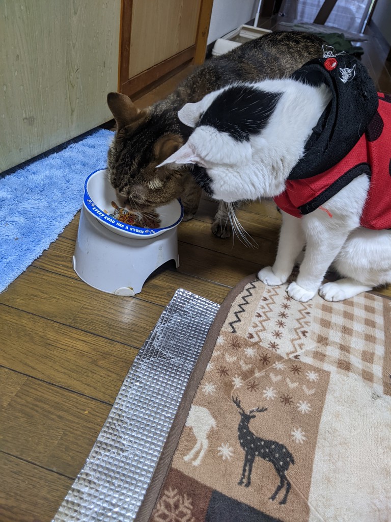 とら吉