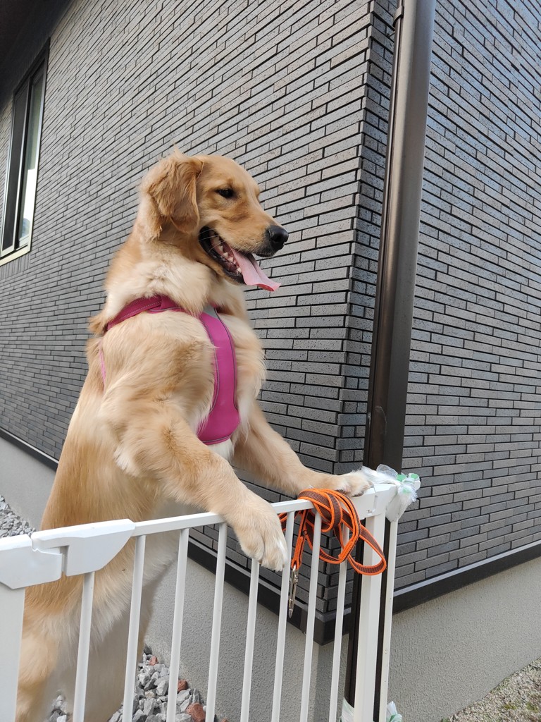 ふじこ