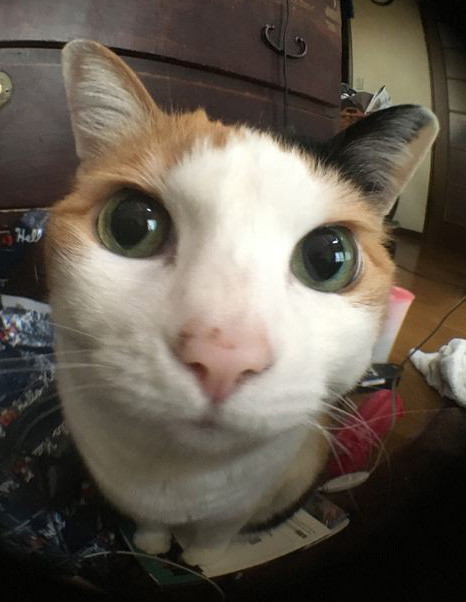 nyanmama