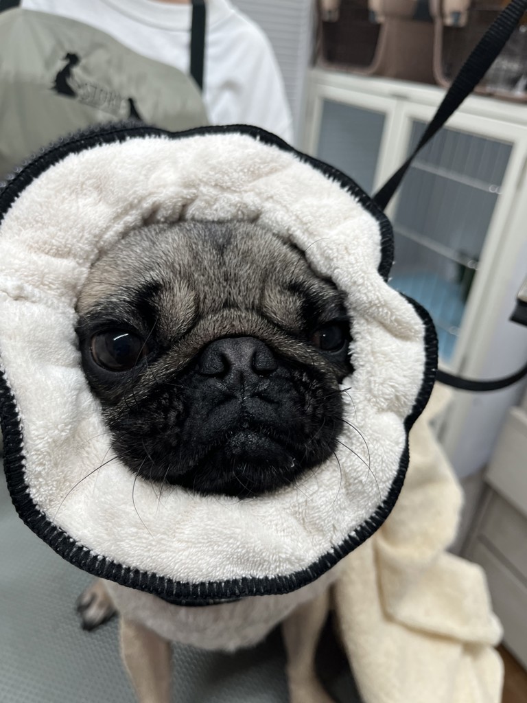 AFLOAT DOG VET モイスチャライズフォーム つけかえ用(150g)