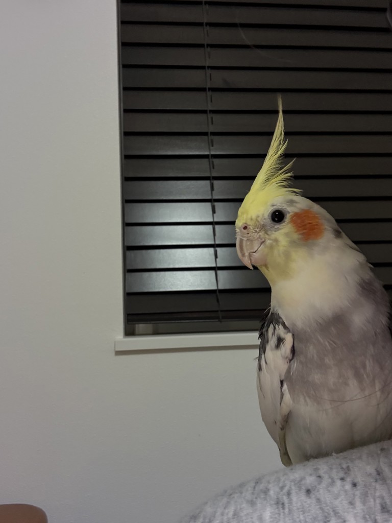クロッチパール